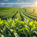 ผงชาเขียวมัทฉะ แท้ 100% ขนาด 150 กรัม/กระป๋อง ไม่ผสมแป้งและน้ำตาล เกรดพรีเมียม ( Matcha powder ชาเชียว ผงมัทฉะ มัทฉะผง). 