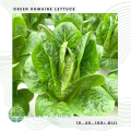 Benih Bibit Biji - Lettuce Romaine Ballon Selada Romain Hijau Seeds - IMPORT. 