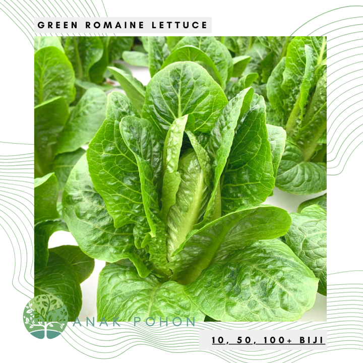 Benih Bibit Biji - Lettuce Romaine Ballon Selada Romain Hijau Seeds - IMPORT