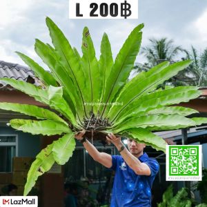 เฟิร์นข้าหลวง ไม้มงคล เฟิร์นรังนก เฟิร์นข้าหลวงโอซาก้า ขนาดL