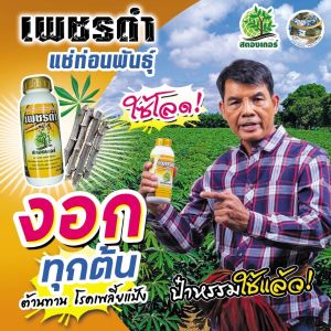 เพิ่มจำนวนหัวมัน ป้องกันเพลี้ยแป้ง เพชรดำแช่ท่อนพันธุ์1ขวด ขนาด500cc เร่งเปิดตาใบ เพิ่มการแตกราก หัวดก