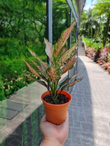 Aglaonema Angle [REAL PLANT] #supportlocal - **All Plants sold are based on pot size**