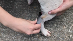 Dog Elbow Brace Wrap for Injured Promotes Comfort Leg Support Wrap Pet Leg Wrap Joint Protector Dog Sleeves