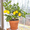 [Fast Growing] Edible Bonsai Lemon Seeds Dwarf （15 Seeds）rare Lemon Fruit Seeds for Planting Fruit Plants Seeds Finger Lime Seeds Heirloom Lemon Tree Seeds Fresh Bonsai Seeds for Planting Vegetable Plants Seedlings Fruit Trees Indoor Plants Real Plants. 