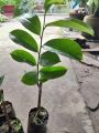 Cây giống Mãng Cầu Xiêm Thái ( mãng cầu gai), cây giao như ảnh chụp. 