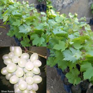 Bibit Anggur Import Silver Rusia STEK Unggul