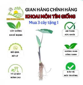 1 cây khoai môn tím giống