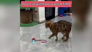 2025 New Interactive Rolling Cat Balls Upgrade Speedy 3.0 Tail Cat Toy Interactive Cat Toy with LED Light 360 ° Smart Automatic Rolling Ball Toy Electric Dog Balls for Indoor Dog and Cat (Grey)