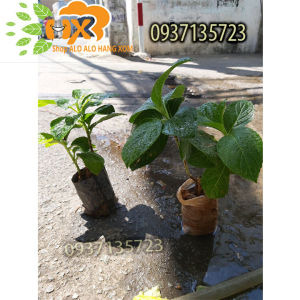 [HCM]combo 5 cây cẩm tú cầu cây giống