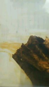 Daun Ketapang laut lumer olahan kering dan bersih