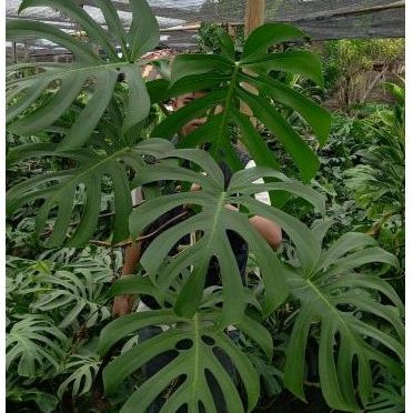 monstera lime Monstera deliciosa “Lemon Lime”