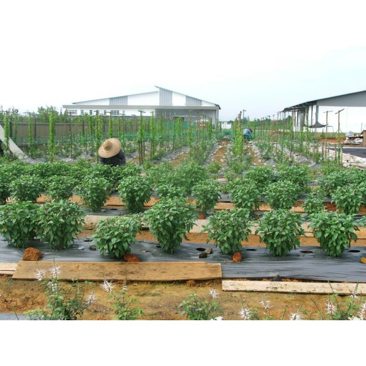 CATS%20WHISKER%20TEA%20%20TEH%20MISAI%20KUCING%20%20%E7%8C%AB%E9%A1%BB%E8%8C%B6%20%2025%20TEABAG%20-%20Image%208