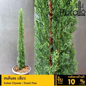 ต้นสน สนอิตาลี สนดินสอ เขียว Italian Cypress  Pencil Pine  สูงตั้งแต่ 1.3 เมตร #Italian Cypress #Pine