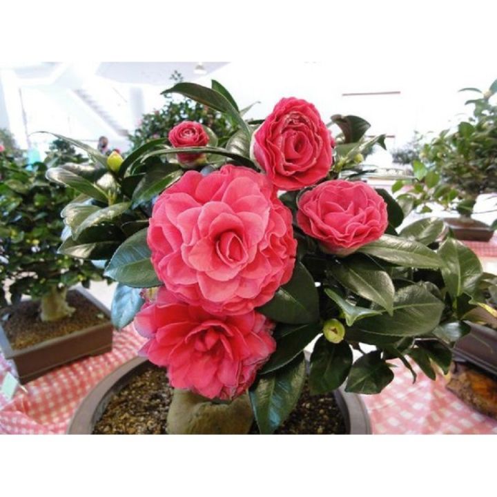 Hoa trà my tứ quý gửi đi nguyên chậu, loại hoa cực quý nở hoa 4 mùa ...