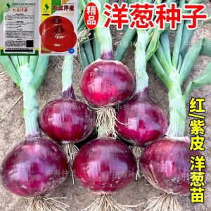 新品种红皮洋葱种子种籽圆葱耐寒紫皮葱种孑秋冬季农家蔬菜种子