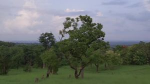 Alaffia Hair Care Everyday Coconut Shampoo Gentle & Hydrating Daily Cleansing Wavy & Curly Hair Products Vitamin E Virgin Coconut Oil Ginger Extract 16 Fl Oz