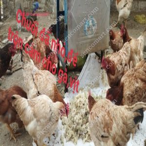 Cách băm chuối nhỏ trộn cám cho gà vịt từ máy băm cỏ đa năng
