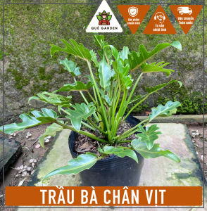 Cây Trầu Bà Chân Vịt - Kích thước tổng thể tầm 30-40 cm - Kiểng lá sang trọng!
