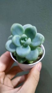 SEDUM Treleasei天使之泪SUCCULENTS PLANTS 🌸