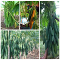 " Gói 120 "Hạt Giống Đu Đủ Lùn Cao Sản Phuket Thái Lan Siêu Ngọt [Seeds]. 
