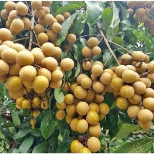 Bibit Buah Kelengkeng Diamond River OKULASI Unggul