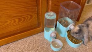Feeder 1200ml Cage Hanging Water and Food Dispenser Automatic for Dog and Cat