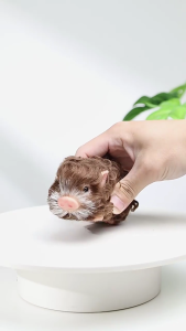 Simulation Wild Piggy Figurine Classroom Teaching Aid Raise A Pet Kids Reborns Toy Squeeze Pig Fun Animal Cognitive Toy