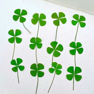 12Pcs Nature Real Flower Petals Pressed Four Leaf Clover for DIY Candle Craft Bookmark Gift CardFlores secas Facial Decor