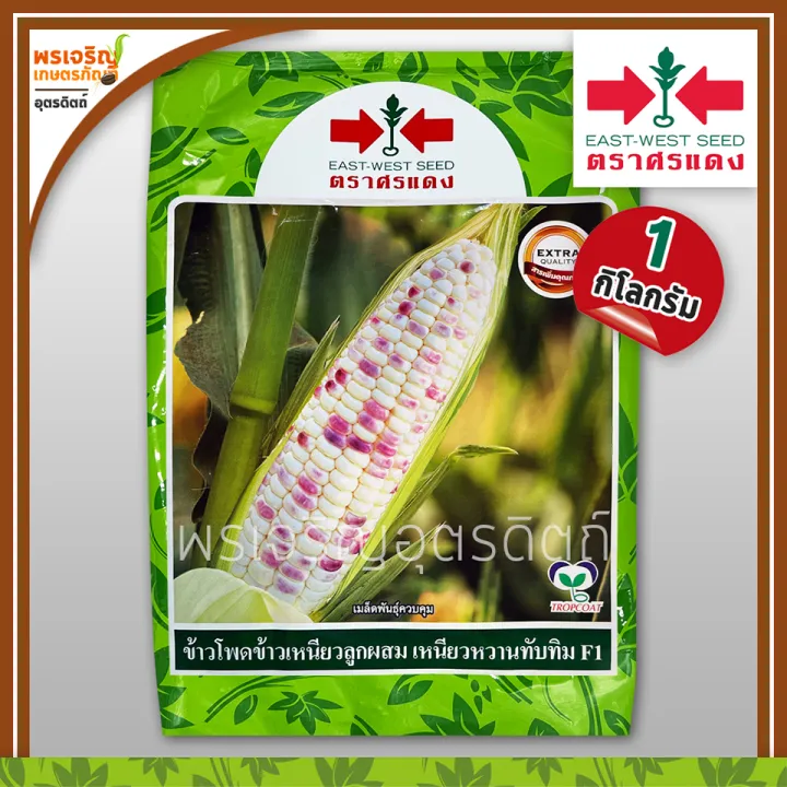 เมล็ดพันธุ์ข้าวโพดข้าวเหนียว เหนียวหวานทับทิม F1 ศรแดง ขนาด 1 กก.