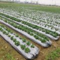 【Ready Stock】0.6M 0.8M 1M 1.2M Width Silvershine Roll Bumi Fertigasi Tanaman Plastik Anti Rumput Penutup Batas Silver shine. 