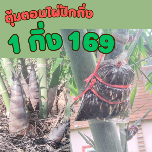 กิ่งตอนไผ่บักกิ่ง ส่งแบบตุ้มตอน ไผ่ปักกิ่งเป็นไผ่ที่ไม่มีหนาม กอไม่รก ดูแลง่าย จะปลูกในสวนหรือปลูกใกล้บ้านก็ได้