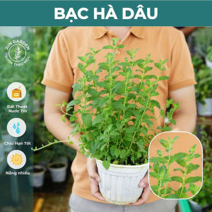 Bạc Hà Dâu JUN GARDEN Strawberry Mint Thơm Mùi Dâu Đặc Biệt Dùng Pha Chế