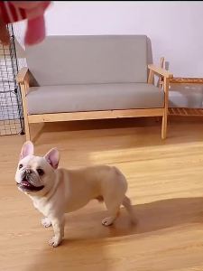 Dog Toys Clean teether  Toys Puppy Dog Chew Squeaker Squeaky Toys