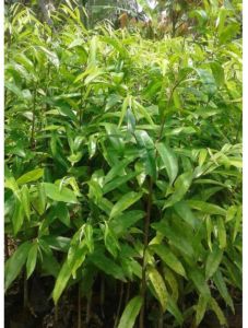 Bibit Tanaman Gaharu Murah