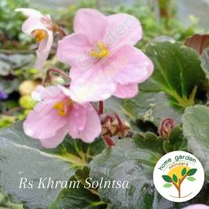 🌼🌼แอฟริกันไวโอเล็ต ดอกคละสี 🌼🌼(African Violet Crazy) กระถาง 3-4 นิ้ว สูง 15 ซม. ต้นไม้ดอกประดับขนาดเล็ก ดอกสีสันหลากหลาย