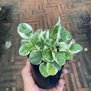 ต้นเกตแก้วด่าง พร้อมกระถาง 3 นิ้ว ต้นไม้มงคล ต้นไม้มงคลปลูกในบ้าน เสริมโชคลาภ  ต้นไม้ฟอกอากาศ ต้นไม้มงคล ต้นไม้ฟอกอากาศ ต้นไม้ปลูกในบ้