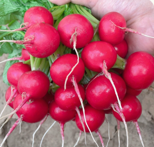 Hạt giống củ cải đỏ Anh Đào sinh trưởng nhanh củ đẹp -shop Yến Liên Beauty