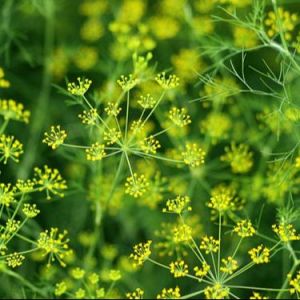 Hạt giống rau thì là  Độ thuần > 99% Xuất xứ Việt Nam