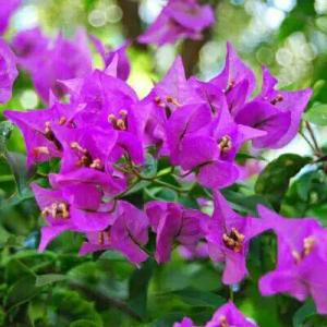 bibit tanaman hias bougenville bunga ungu bougenvil bugenvil gempil kembang kertas