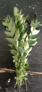 Daun Salam Organik Premium Bebas GMO 10 Tangkai - Vegan & Gluten-Free