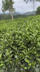 Chè Tân Linh Thái Nguyên giống chè ta gốc chè hơn 50 năm tuổi hộp 100 gram