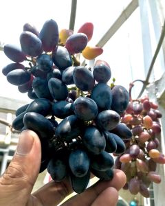 Bibit Anggur Import Gozv || bibit anggur gozv