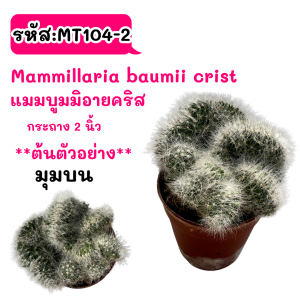 MIX Mammillaria Crist คละสายพันธ์ แมมมิลาเรียคริส