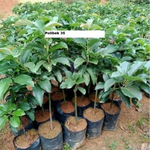 Bibit Alpukat Siger 1 Super Okulasi