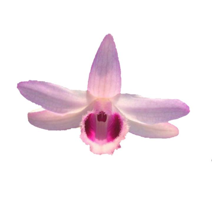 Gi%E1%BA%A3%20H%E1%BA%A1c%20Di%20Linh%20Lai%20Tr%E1%BA%A7m%20R%E1%BB%93ng%20%C4%90%E1%BB%8F%20-%20C%C3%A2y%20con%20-%20Image%205