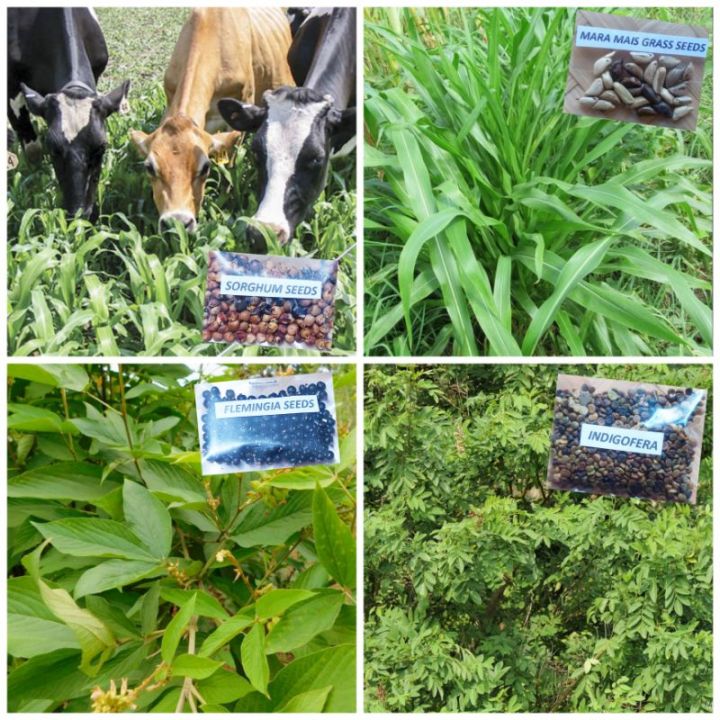 Livestocks Forage Grass Seeds/ Maramais, Indigofera, Flemingia,