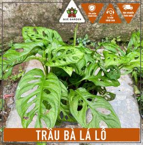 Cây Trầu Bà Lỗ - Tổng thể tầm 20-30 cm - Xum xuê!