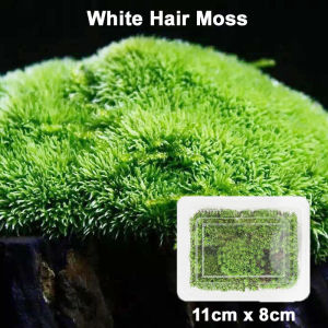 【SG Seller】❤️Live Terrestrial Moss❤️ For Terrarium Paludarium Vivarium Garden Plants Frog Turtle Reptile Enclosure Tank