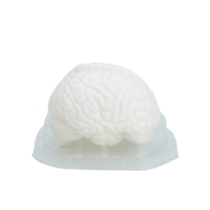 Human Brain Anatomical Model Hemisphere Human Brain Structure Model For Clinical Demonstration Learning