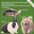BENIH RUMPUT GANDUM 250 GRAM WHEAT GRASS SEED. 